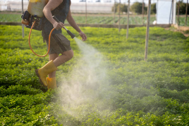 Best Pest Removal Services  in Eagle Butte, SD