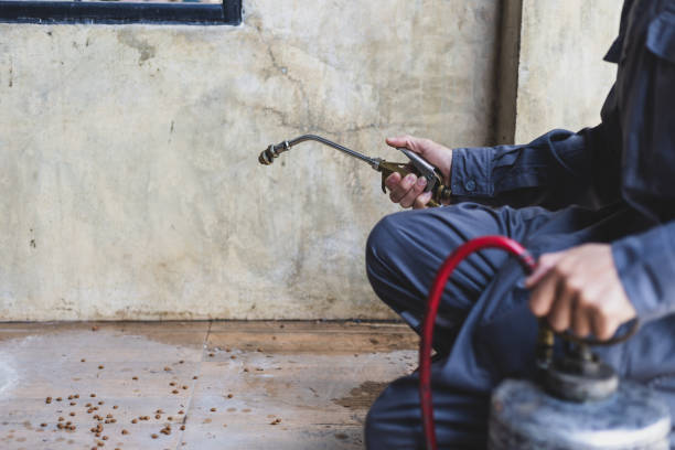 Best Rat Extermination Near Me  in Eagle Butte, SD